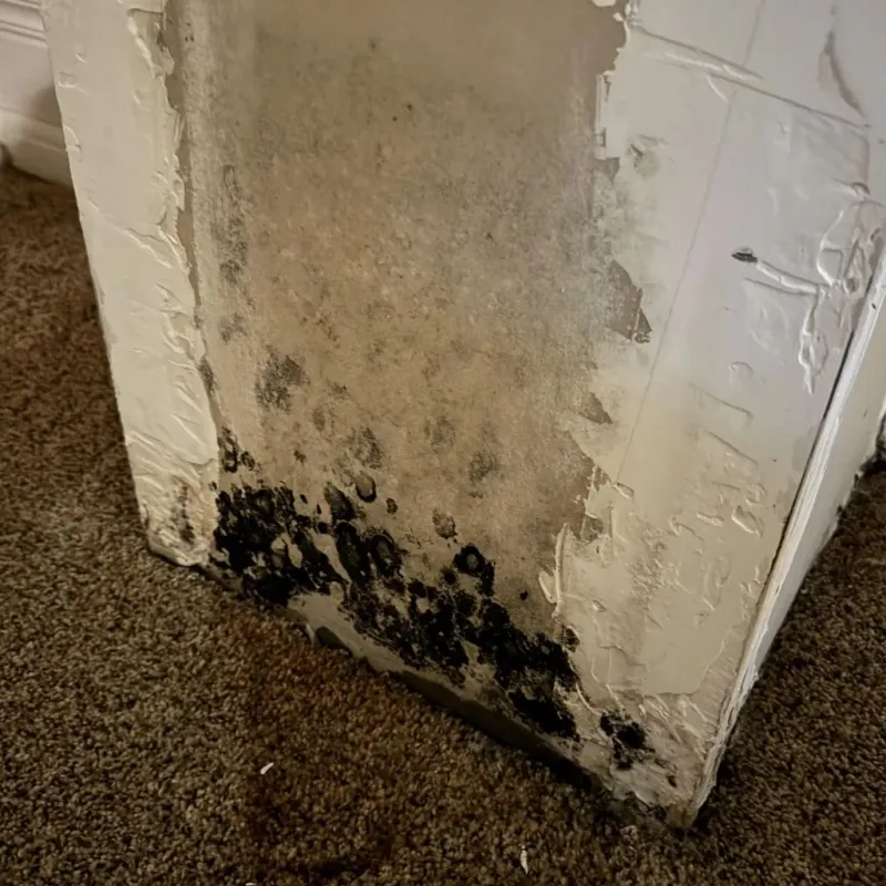 Professional Mold Removal in Yorktown, IN